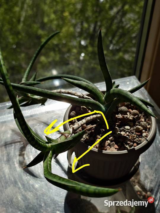 Sansevieria ballyi Minnie odrost ok 20 Warszawa sprzedam