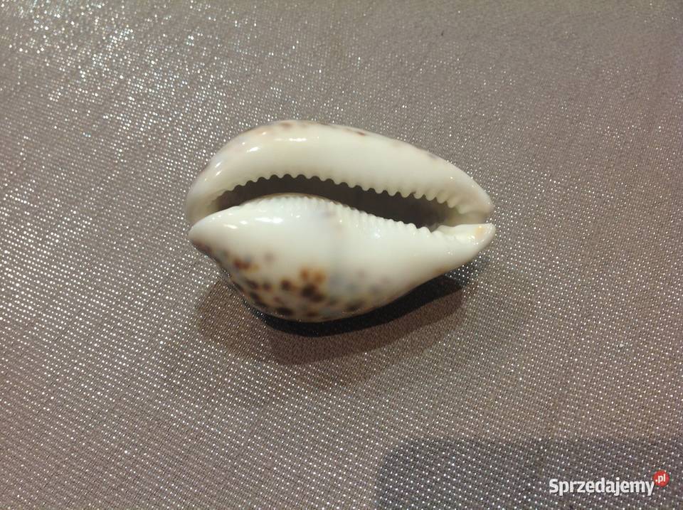Muszla z Mauritiusa Dekoracja Nowa Sól