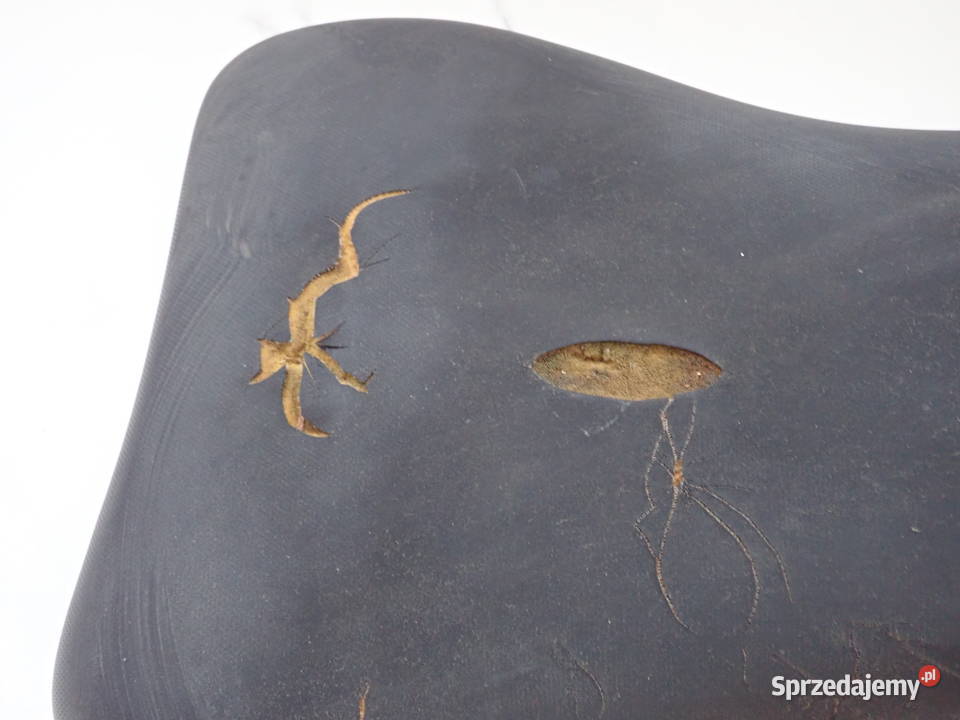 Siedzenie Kierowcy Do Obszycia Gąbka Stelaż Strzelce Krajeńskie