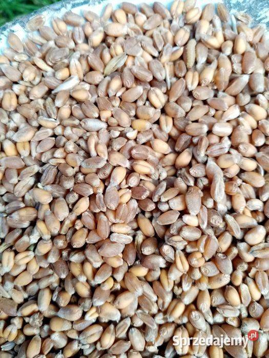 Pszenica oźima zbiór 2025