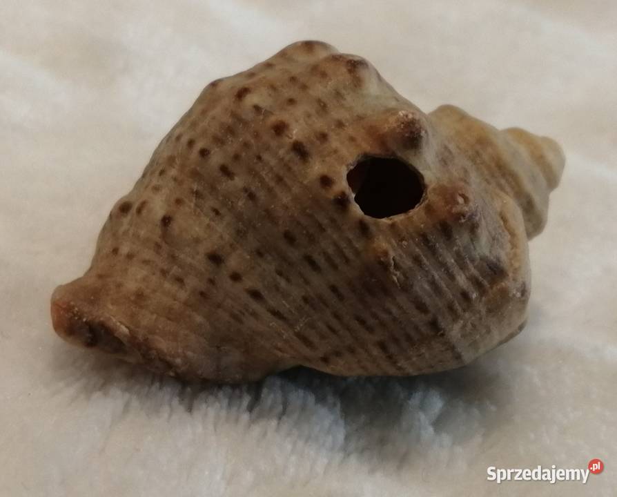 Muszla 42 64 Kreatywne Akwarystyka Czeladź