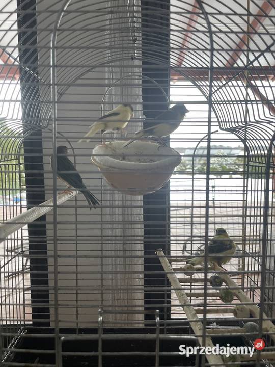 Sprzedam kanarki Grzybnica