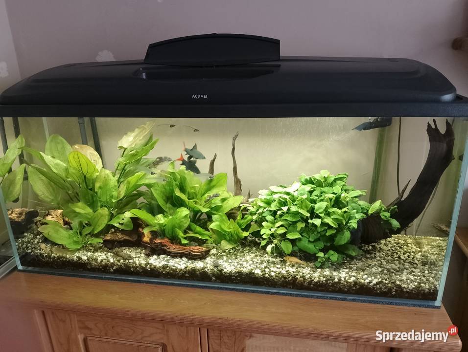 Akwarium 120x40x50m szkło 10mm Optiwhite Akwarystyka Sosnowiec