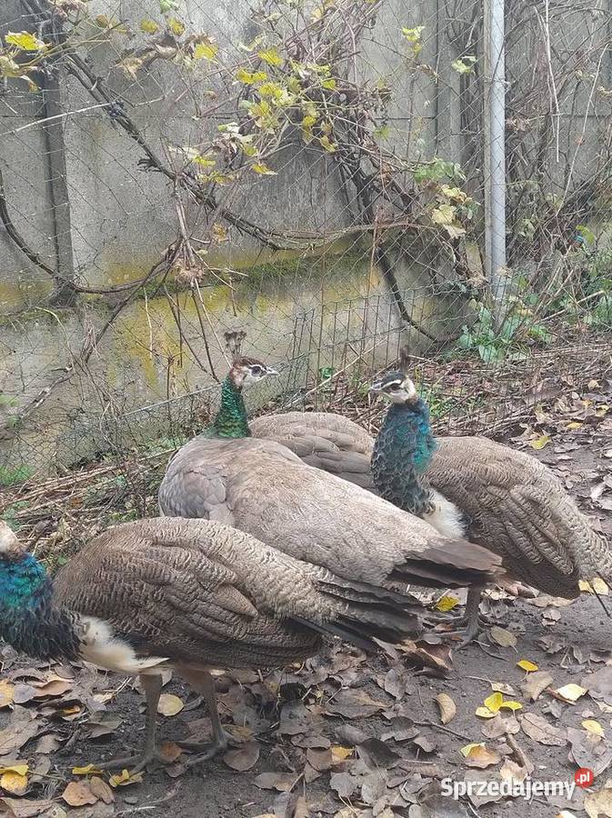 Sprzedam pawie indyjskie Gniezno
