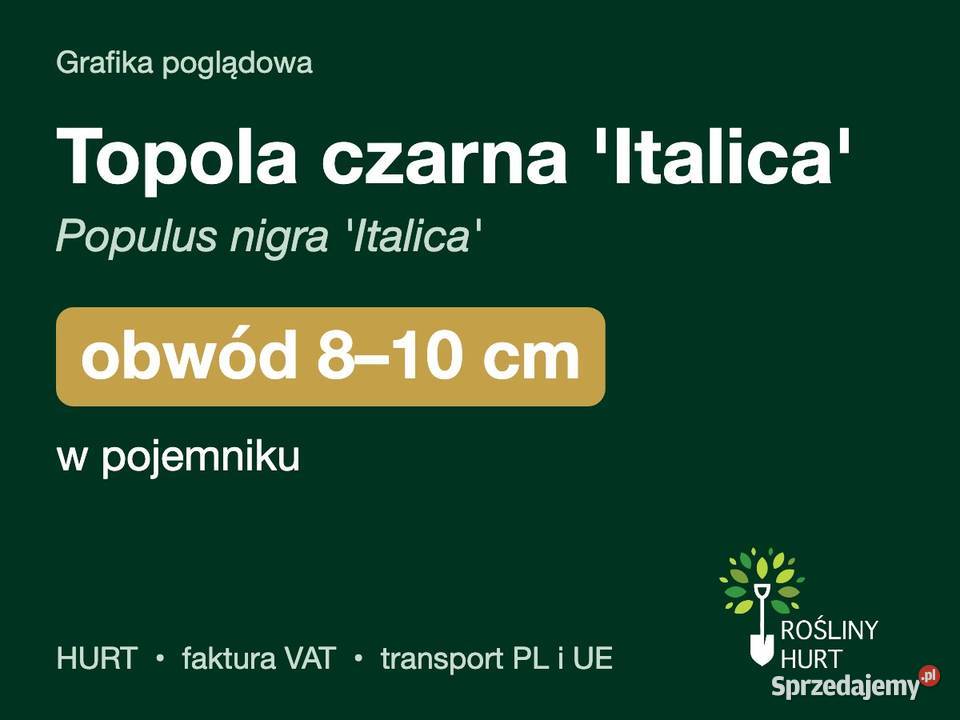 Topola czarna Italica obwód 810 w pojemniku HURT