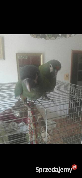 Ara Marakana Recznie Wykarmiona Samica 2025r DNA mazowieckie Warszawa