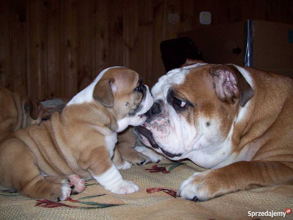 Buldog angielski szczenieta Strzelce Opolskie