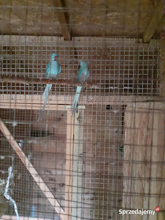 Papugi Aleksandretty Obrożne para niebieskie Trzciel