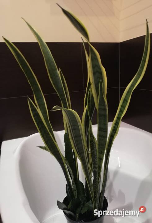 Sansewieria gwinejska Laurentii kręcone liście Szczecin