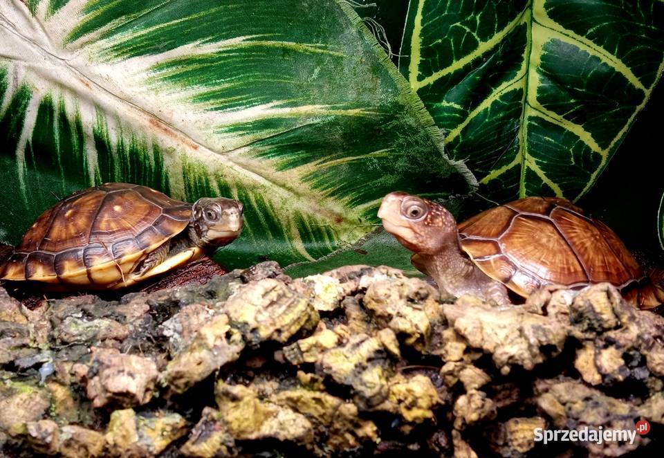 Młode Terrapene carolina triunguis cb2025 Gady i płazy