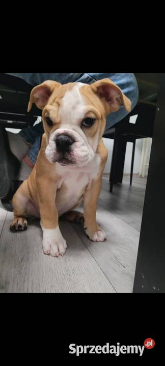 Buldog angielski mazowieckie Warszawa sprzedam