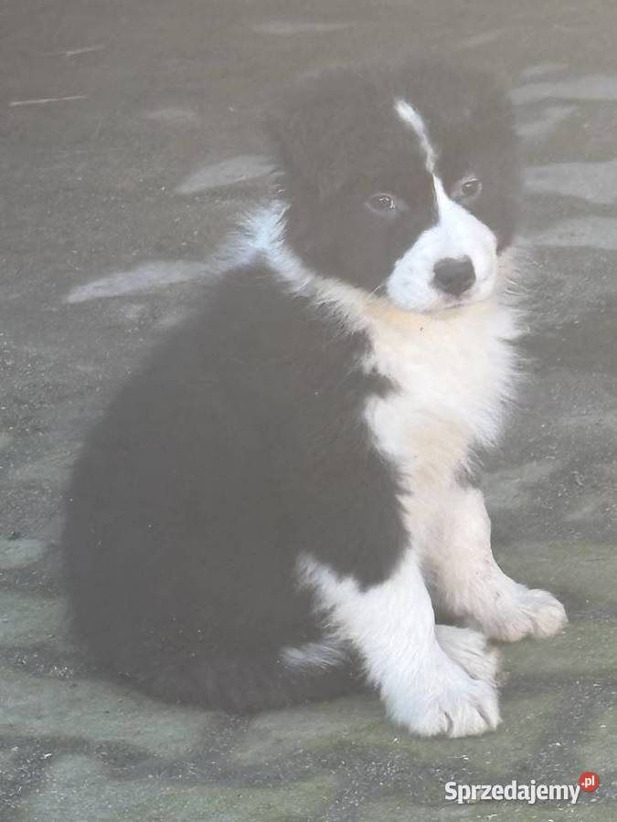 Border collie szczeniaki sprzedam