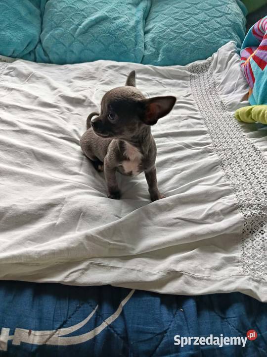 Śliczna szara suczka Chihuahua szuka kochającego Płońsk