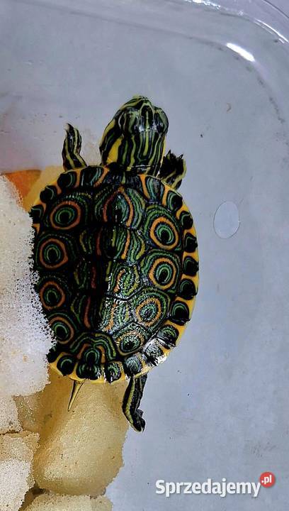 Żółw wodnolądowy Wołomin sprzedam