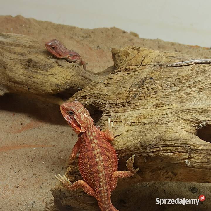 Agama Brodata Jaszczurka Początkujących mazowieckie Błonie