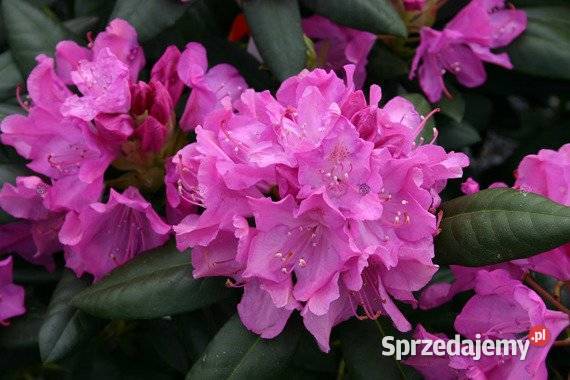 Różanecznik Roseum ElegansRhododendron Roseum Grójec