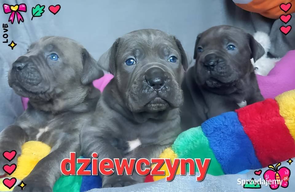 Cane Corso Ksin Fargo Fci kujawsko-pomorskie Lipno