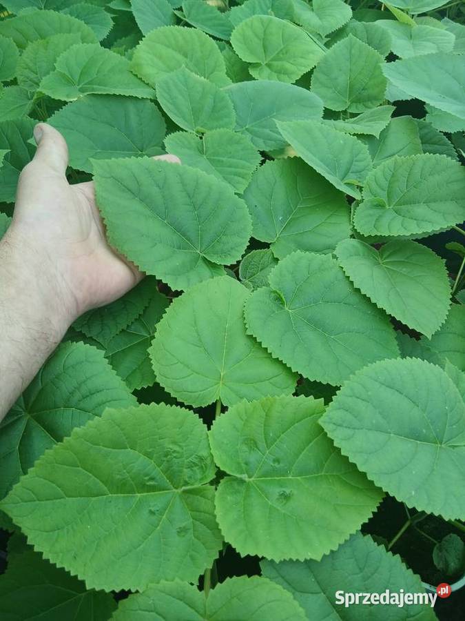 Drzewa tlenowe paulownia omszana oxygen tree Sochaczew sprzedam