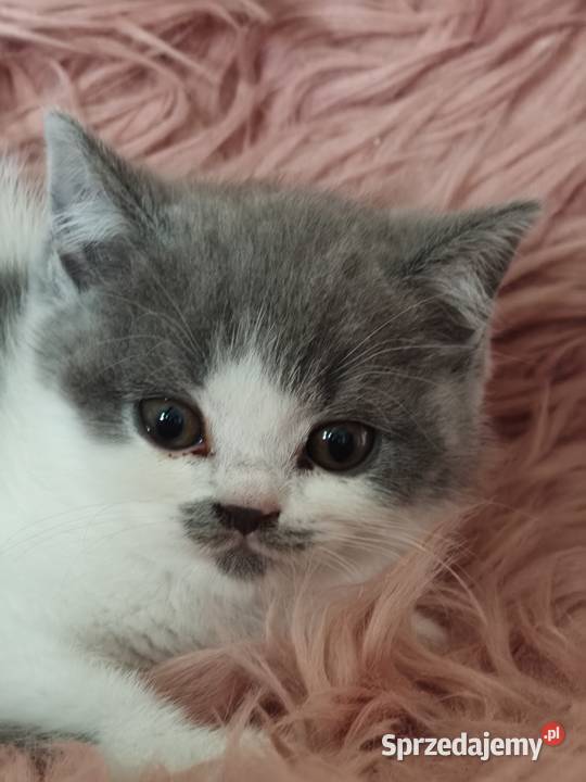 Brytyjski krótkowłosy