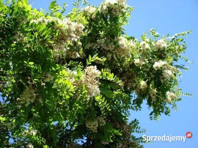 Robinia akacjowa Robinia pseudoacacia obwód 810
