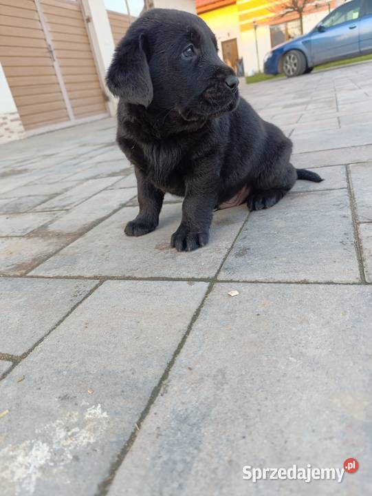Pieski i suczki czarne Labradory Retriever Tarnów