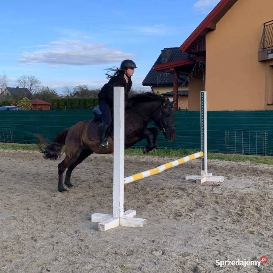 Wałach huculski 8 lat Rzuchowa