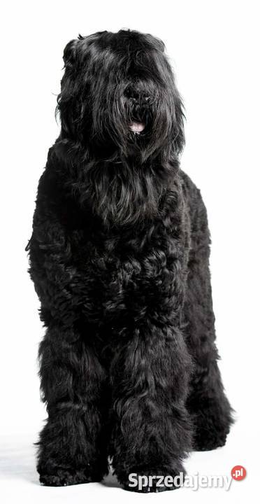 Czarny Terier Rosyjski Krzeszyce