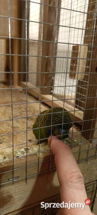 Samiec Black Face Wąsosz