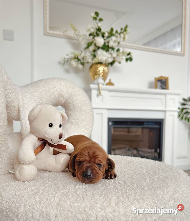 Śliczny piesek Jamnik miniaturka Jamnik Kraków sprzedam