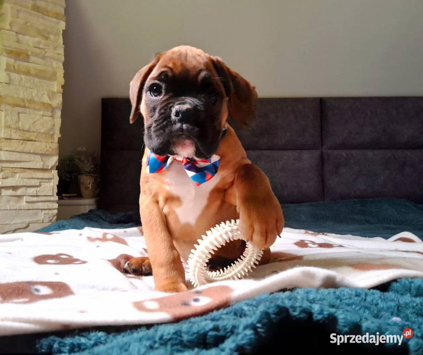 Bokser szczeniak ojciec Fci okazja Bokser Radom