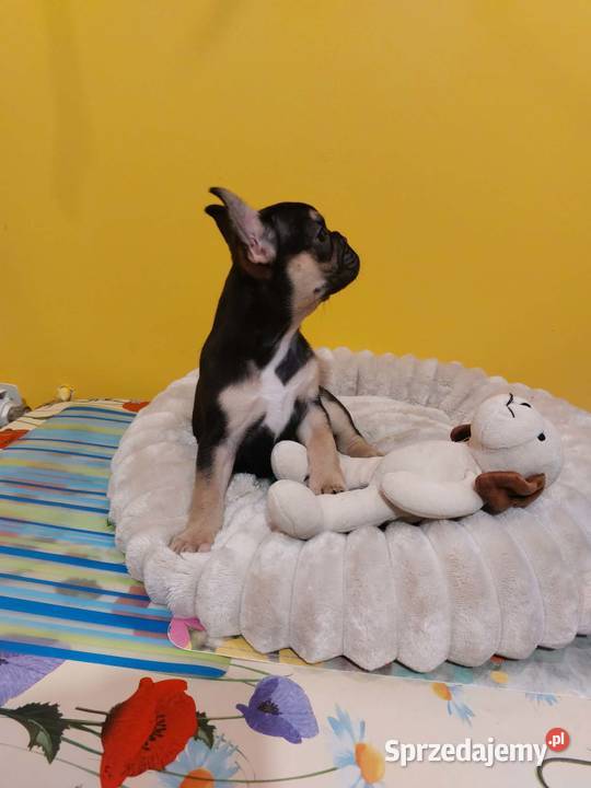 SuczkiPiesek buldog francuski Warszawy Buldog sprzedam