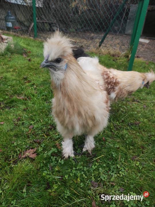 Kogut siłka Dąbrowa Górnicza