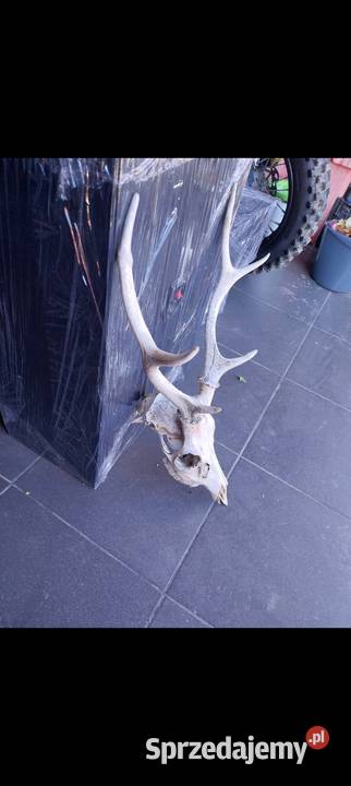 Rogi rózki poroże Nowy Sącz sprzedam