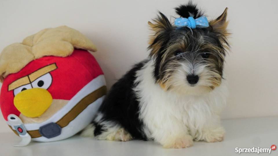 Biewer Yorkshire Terrier z metrykami ZKwP FCI łódzkie Poddębice