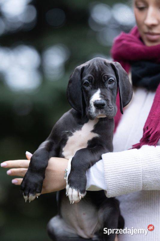 Suczka dog niemiecki czarna rodowodowa Mszczonów