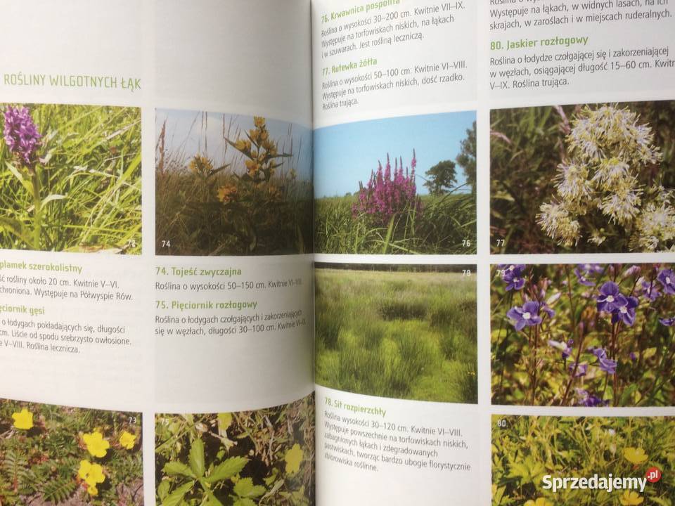 3645 Co Żyje Zalewem Szczecińskim Szczecin sprzedam