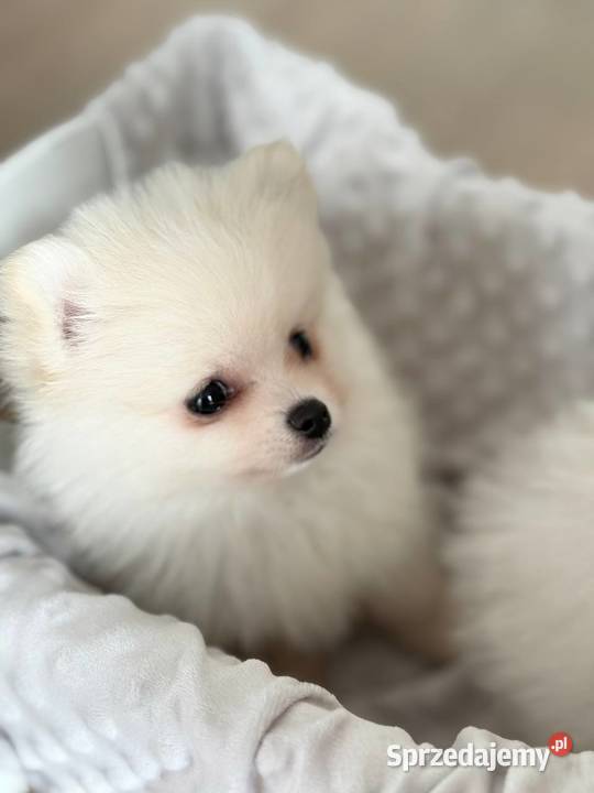 Szczeniaki rasy Szpic miniaturowy śląskie Katowice