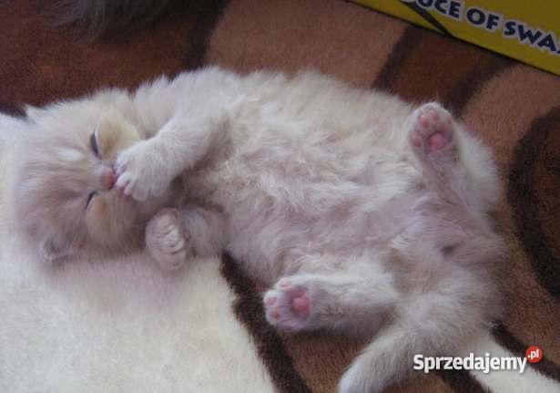 Pers Persy KotKotki Koty PERSKIE śląskie Sarnów sprzedam