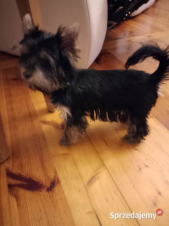Sprzedam York shire Terrier Tanowo