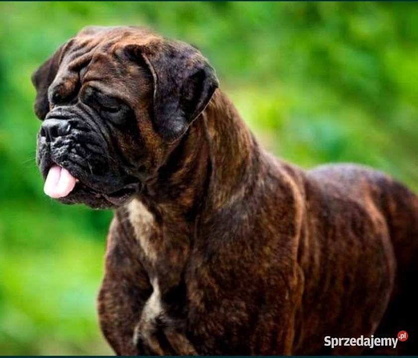 Bullmastiff zapowiedź miotu Lublin
