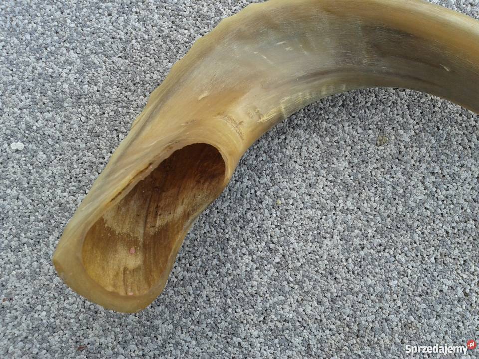 Szofar róg Ram Pozostałe Skierbieszów