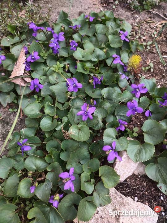 Fiołek wonny śląskie Mysłowice sprzedam