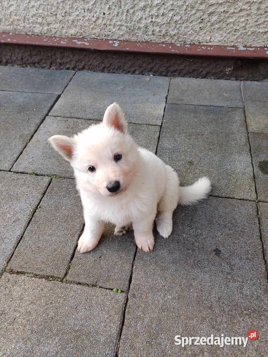 Szczeniak Owczarek Szwajcarski ZKwP idealna sprzedam