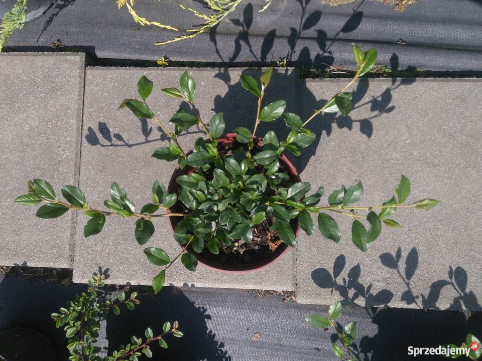 Irga Dammera Major Cotoneaster dammeri Major Rośliny Garlica Duchowna