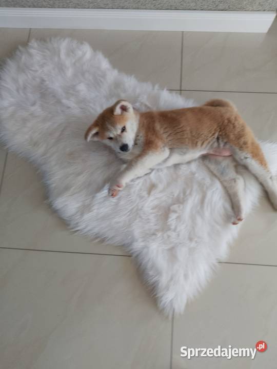 Szczenięta rasy Akita Inu