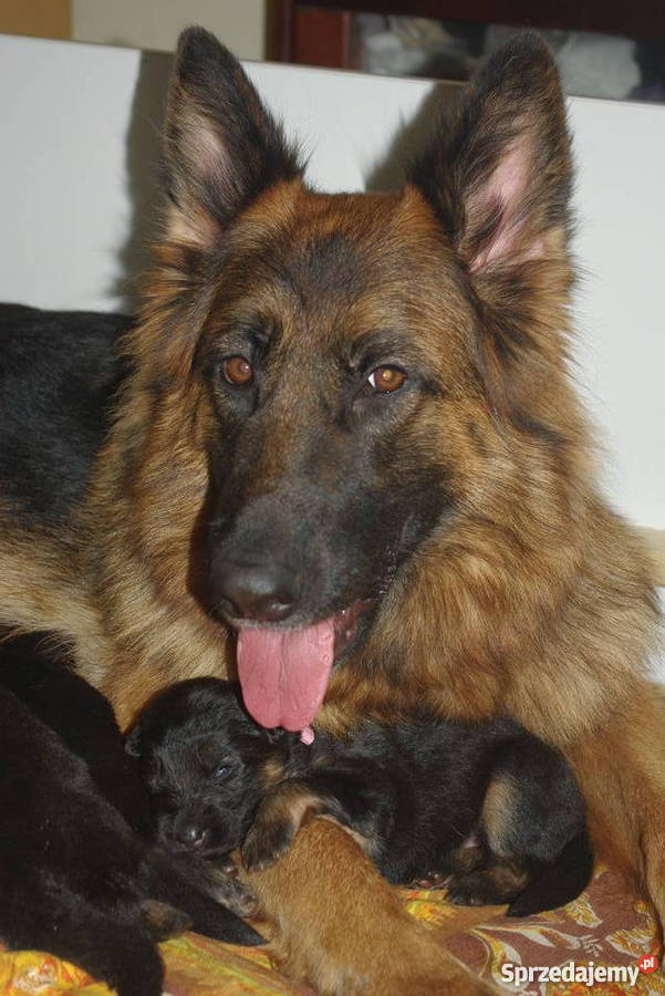 owczarek niemiecki długowłosy szczeniaki Gdynia