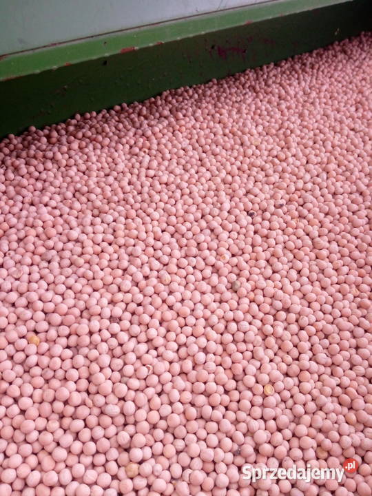 groch groszek siewny świętokrzyskie Pińczów