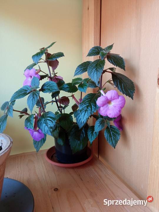 Achimenessadzonki Białystok