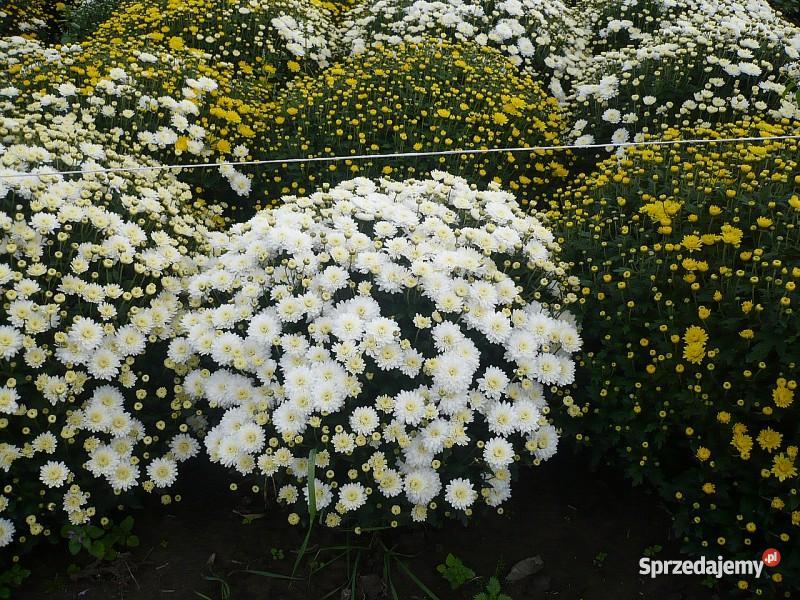 Chryzantemy Doniczkowe Drobnokwiatowe Kraków małopolskie Niepołomice