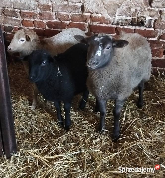 Sprzedam owce i barana Wola Krzysztoporska